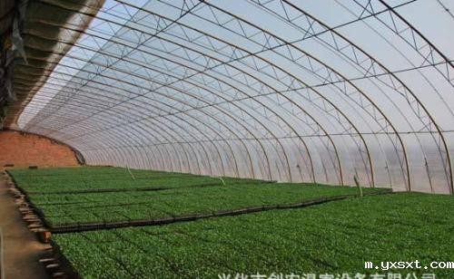 日光温室夏季种植大白菜要点