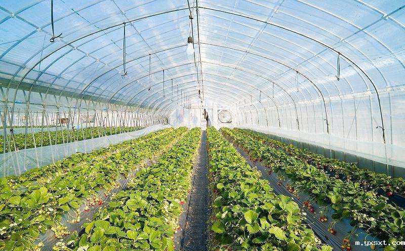 建设温室大棚，你需要考虑的因素全在这里了