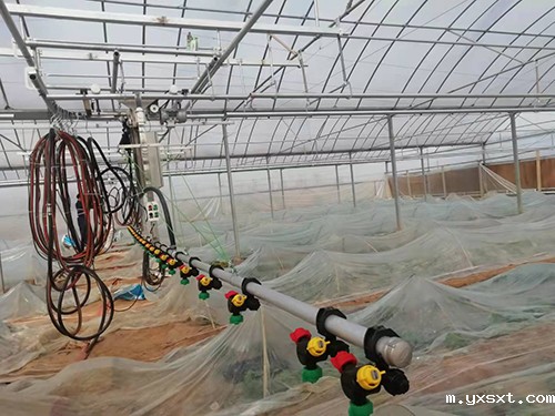 如何防 治温室育苗的常见病害？